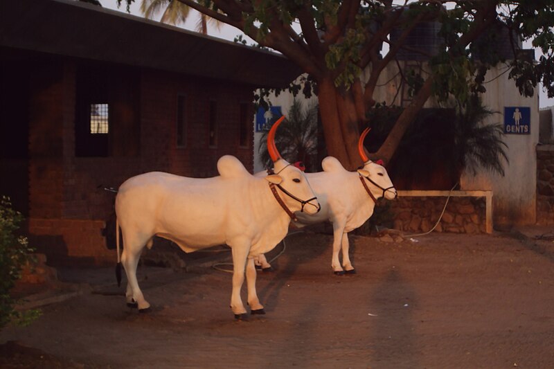 File:Bullock statues.JPG