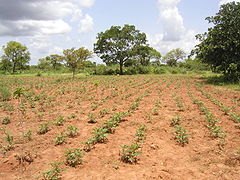 Reforestación en Tolotama.