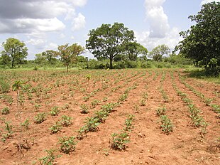 Rearbarigo en Burkina Faso.