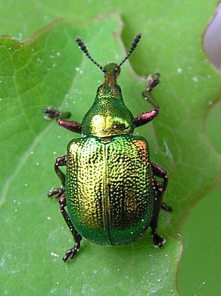 <i>Byctiscus</i> Genus of beetles