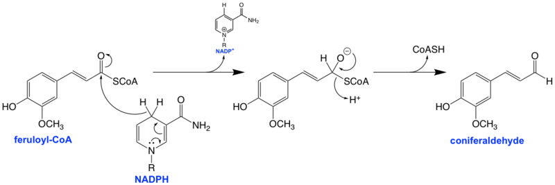 File:CCR mechanism.png