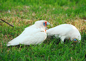 Two mainly white-plumaged cockatoos on what appears to be a lawn. One cockatoo is standing upright and has a long upper mandible, and orange-pink feathers its face and chest. The other cockatoo has its head in the grass with its bill not visible.