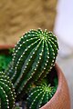 Cactus (Echinopsis tubiflora).