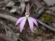 Caladenia fuscata 2.jpg 