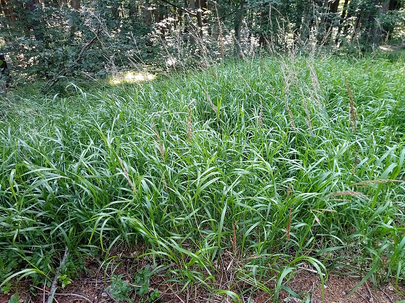 File:Calamagrostis villosa plant (02).jpeg