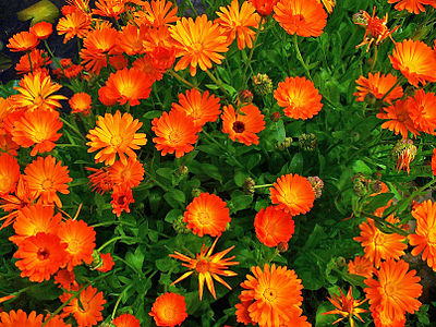 Calendula officinalis Habitus