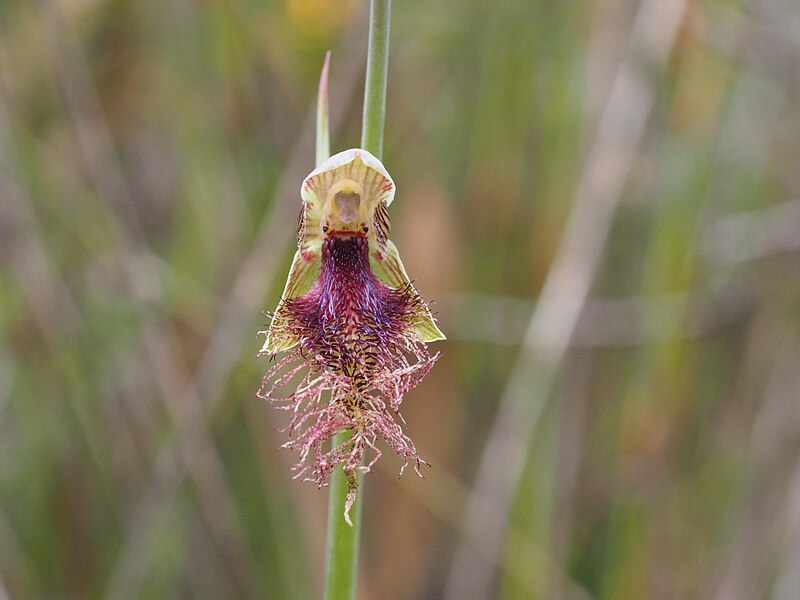 File:Calochilus russeus.jpg