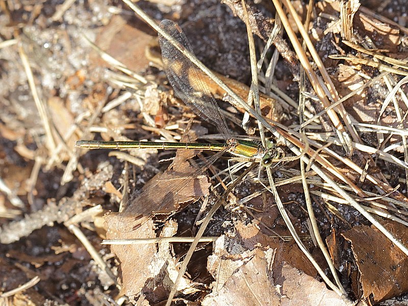 File:Calopteryx splendens (Calopterygidae), female (14760478589).jpg