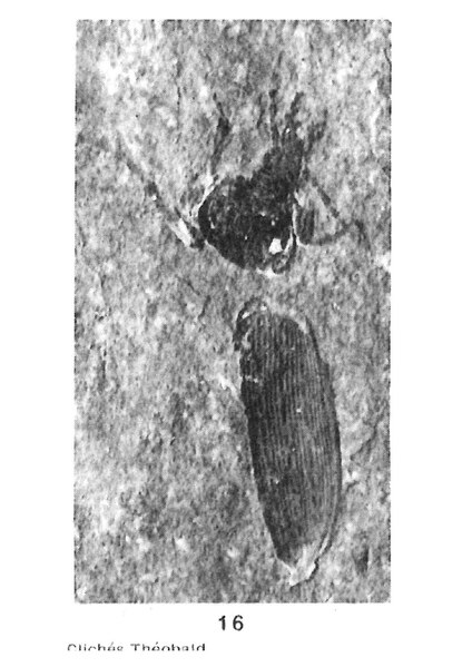 File:Calosoma agassizi Oust. 1937 N. Théobald éch. F81 x2,5 p. 388 pl. IX Insectes de Céreste (Basses-Alpes).pdf