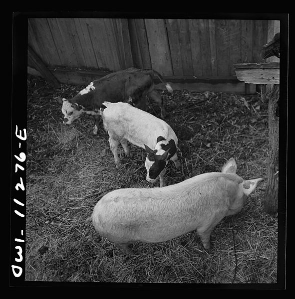 File:Calves and pig before they are slaughtered at Lutz's slaughterhouse8d23519v.jpg