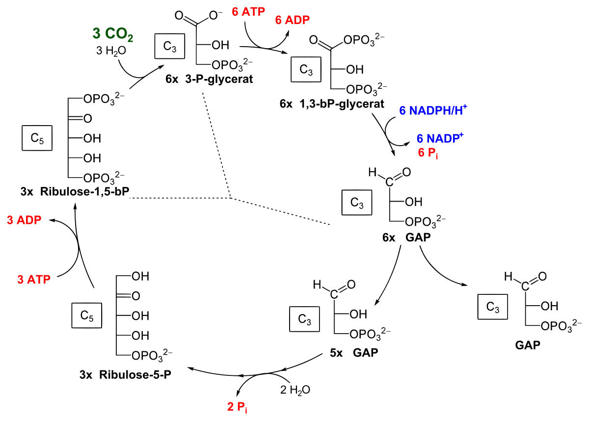 File:Calvin cycle.svg - Wikimedia Commons