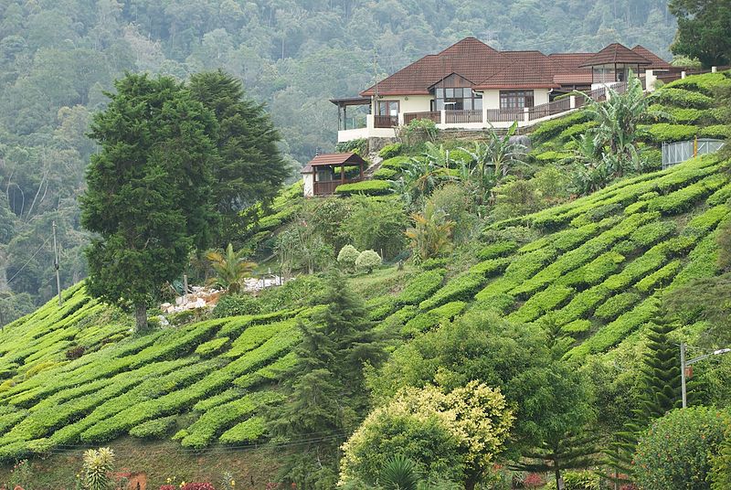 Cameron Highlands 