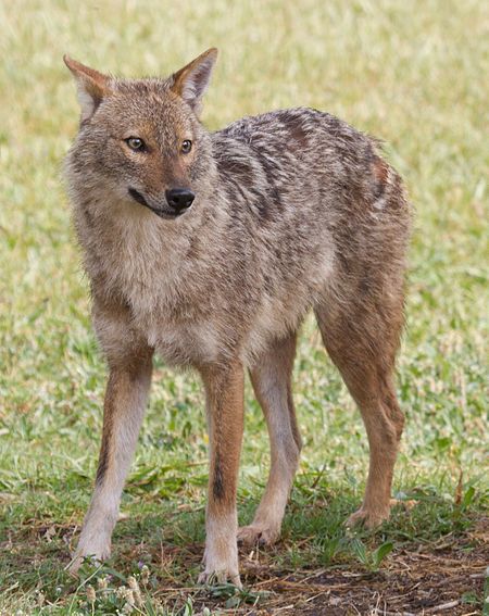 Tập_tin:Canis_aureus_-_golden_jackal.jpg