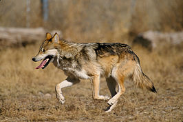 Canis lupus baileyi running.jpg