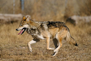 Mexican wolf (Canis lupus baileyi)