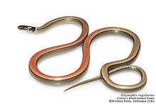 La serpiente de cabeza negra de Cantor Sibynophis sagittarius por Ashahar alias Krishna Khan.jpg