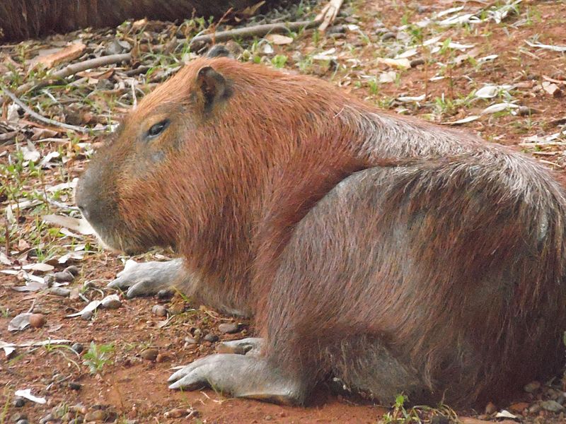 File:Capivara curtindo uma preguissa.jpg