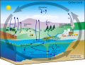 A carbon cycle diagram