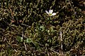 Cardamine pattersonii