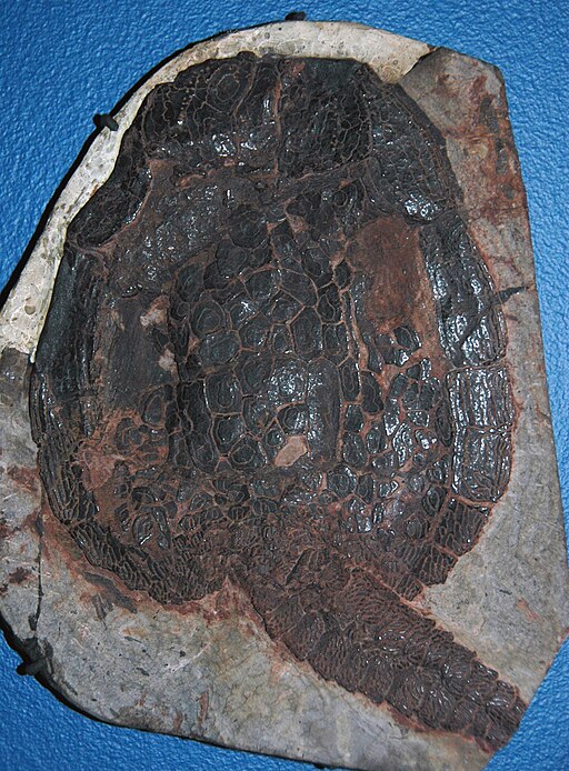 Cardipeltis bryanti fossil fish, Bighorn Mountains WY