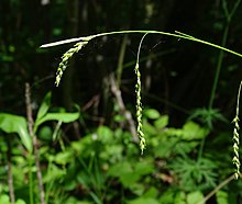 Carex arctata 26 июня 2018.jpg