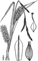 Carex lacustris drawing 1.png