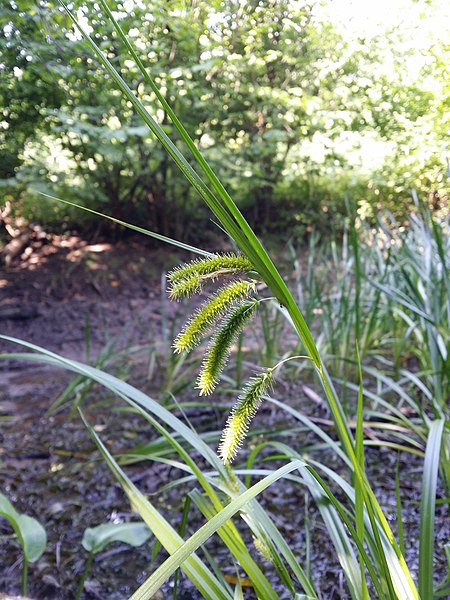 File:Carex pseudocyperus sl34.jpg