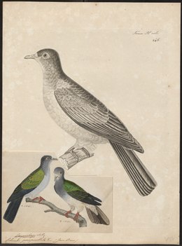 Carpophaga perspicillata - 1700-1880 - Print - Iconographia Zoologica - Special Collections University of Amsterdam - UBA01 IZ15600097.tif