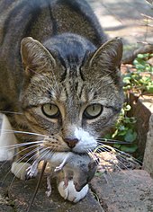 고양이 - 위키백과, 우리 모두의 백과사전