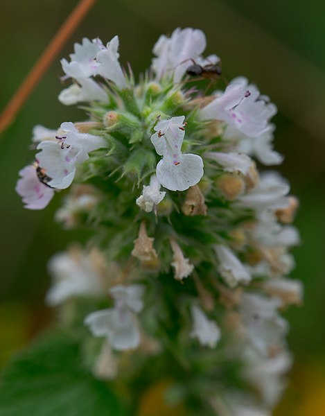 File:Catnip (Nepeta cataria) - Flickr - wackybadger (3).jpg