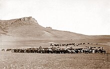 Cattle roundup near Great Falls, Montana, circa 1890 Cattle Roundup, Great Falls, MT, Geo B Bonnell, c1890.jpg