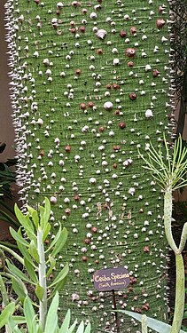 Ceiba speciosa in Secret Garden in Marrakech-Morocco