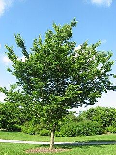 <i>Celtis occidentalis</i> Species of tree