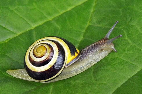 Cepaea nemoralis