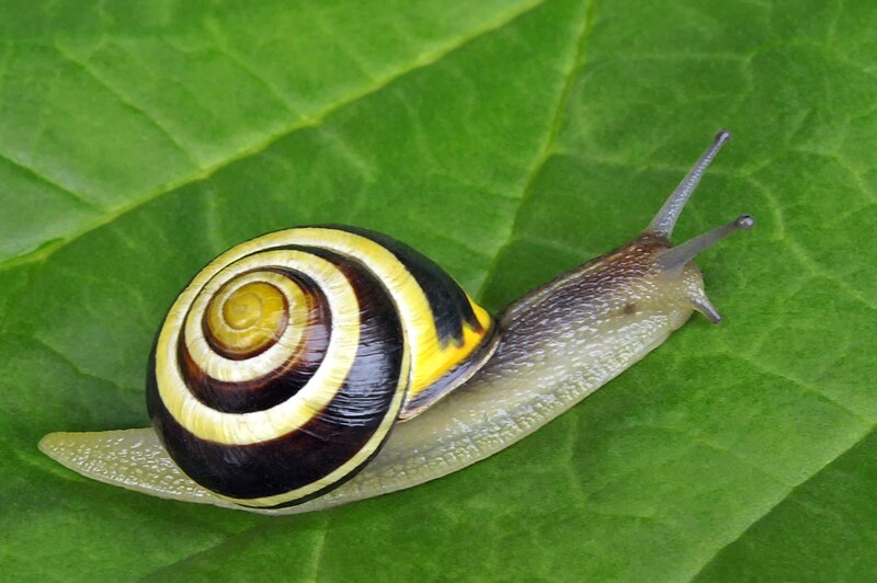 File:Cepaea nemoralis (Linnaeus 1758).jpg