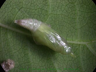 Pupa Cepora nerissa pupa sec.jpg