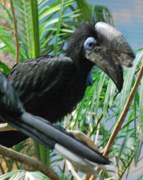 File:Ceratogymna atrata -Cincinnati Zoo -male-4a.jpg