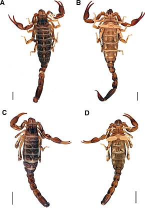 Descrierea acestei imagini, de asemenea comentată mai jos