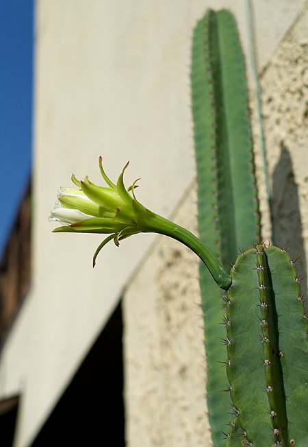 Tập_tin:Cereus_hexagonus.jpg