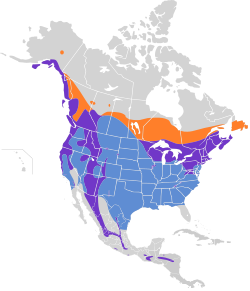 Certhia americana map.svg