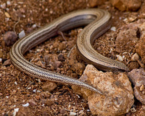 A kép leírása Chalcides mauritanicus.jpg.