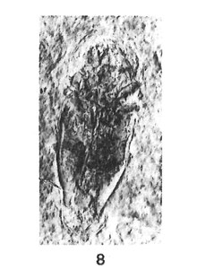Chalcophora oligocenica 1937 N. Th. Holotype éch 5 x1,1 p. 296 Aix Pl. VII, Insectes d'Aix-en-Provence.pdf