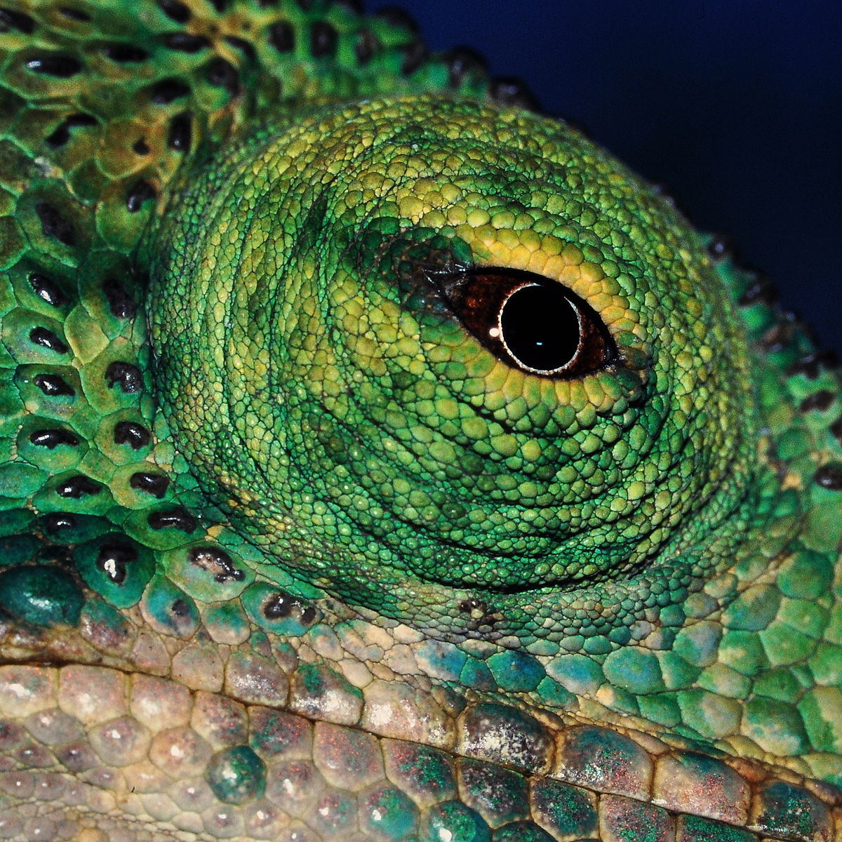 Chameleon vision - Wikipedia