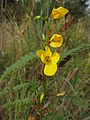 Partridge Pea (Chamaecrista fasciculata) blooming in Schenley Park, Pittsburgh