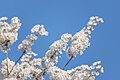 * Nomination: Cherry Blossom in High Park --Fabian Roudra Baroi 02:10, 20 June 2023 (UTC) * * Review needed