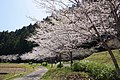 小田子の桜並木