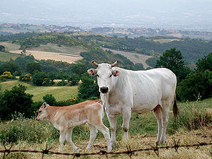 chianina, kráva s teletem
