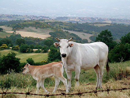 Chianina cow and calf, Tuscany.jpg