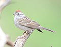 Thumbnail for File:Chipping Sparrow lateral view.jpg