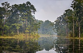 Chitwan swamp.jpg
